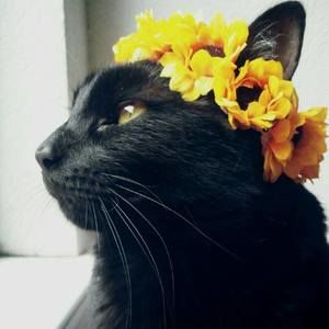 Meet your Posher, Dusti